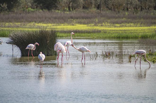 La laguna de Fuente de Piedra se recupera tras las últimas lluvias