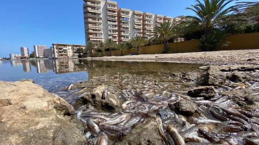 Un pez intenta respirar rodeado de ejemplares muertos en el Mar Menor