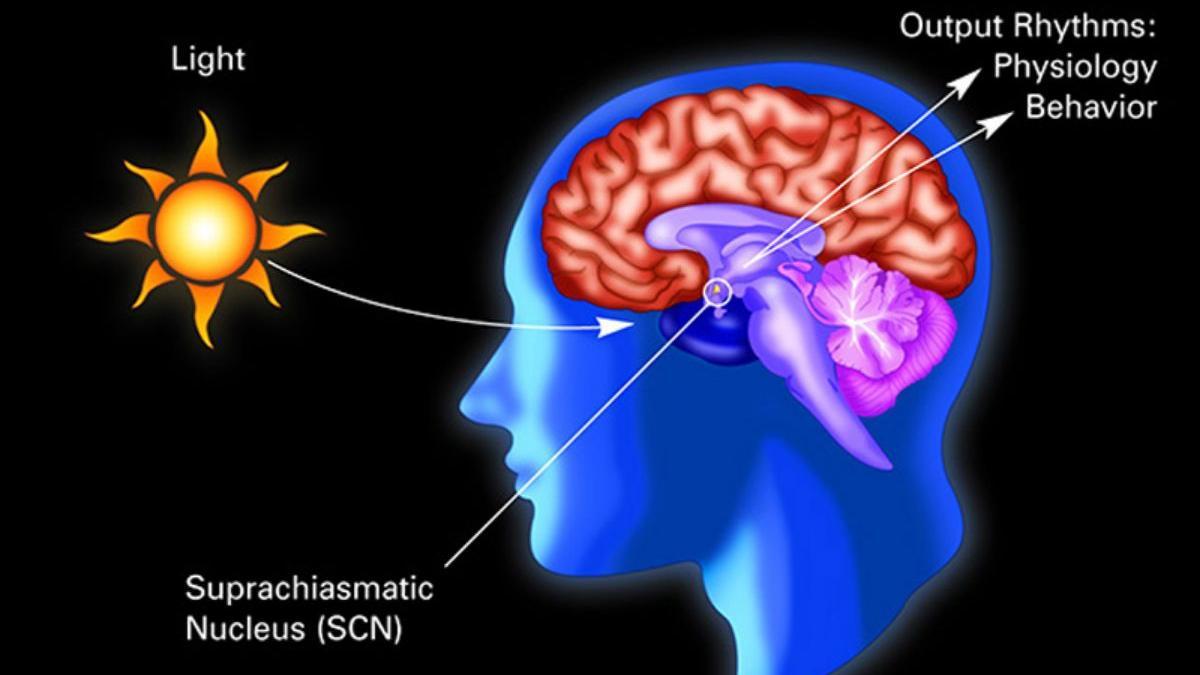 Ilustración que muestra cómo la luz afecta la actividad neuronal.