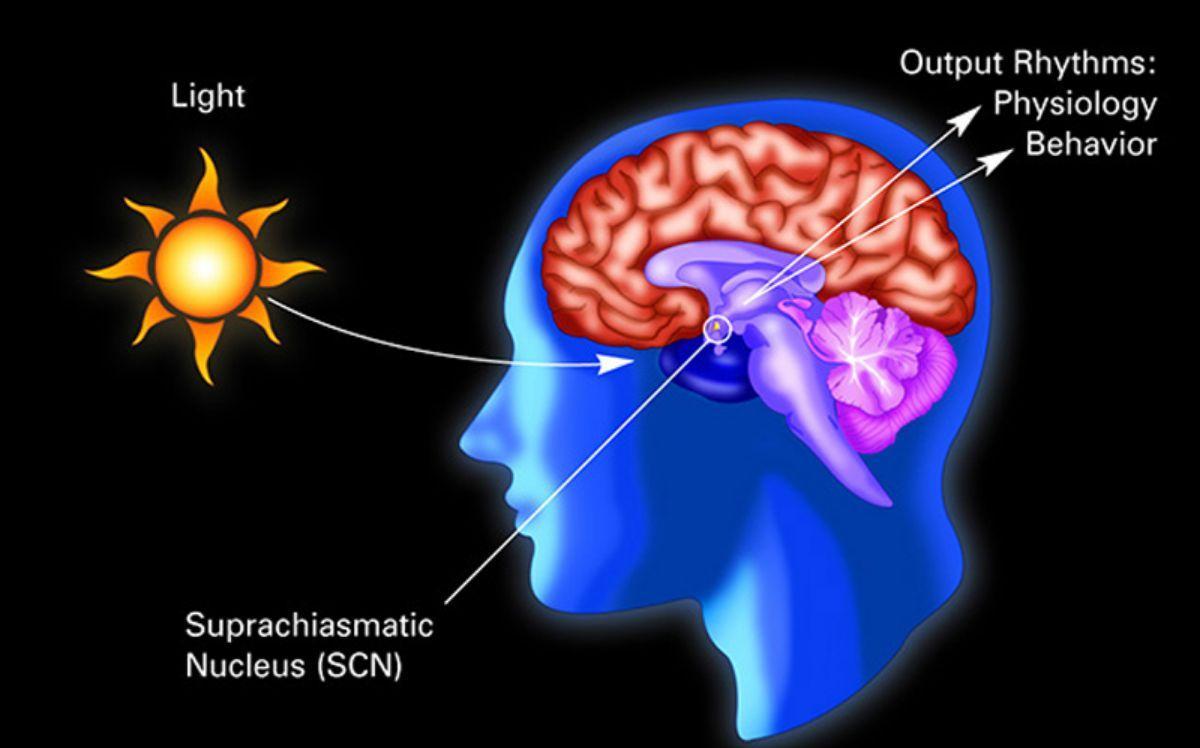 La llum que rebem diàriament canvia les nostres neurones La llum que rebem diàriament canvia les nostres neurones
