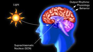 La llum que rebem diàriament canvia les nostres neurones