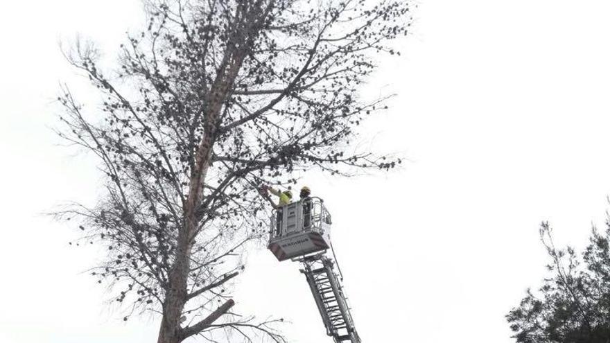 Retiran un árbol de 15 metros en Polop por el riesgo de que cayera sobre una vivienda