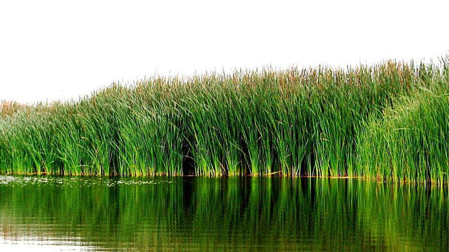 Los juncos salvajes La opinión de Málaga