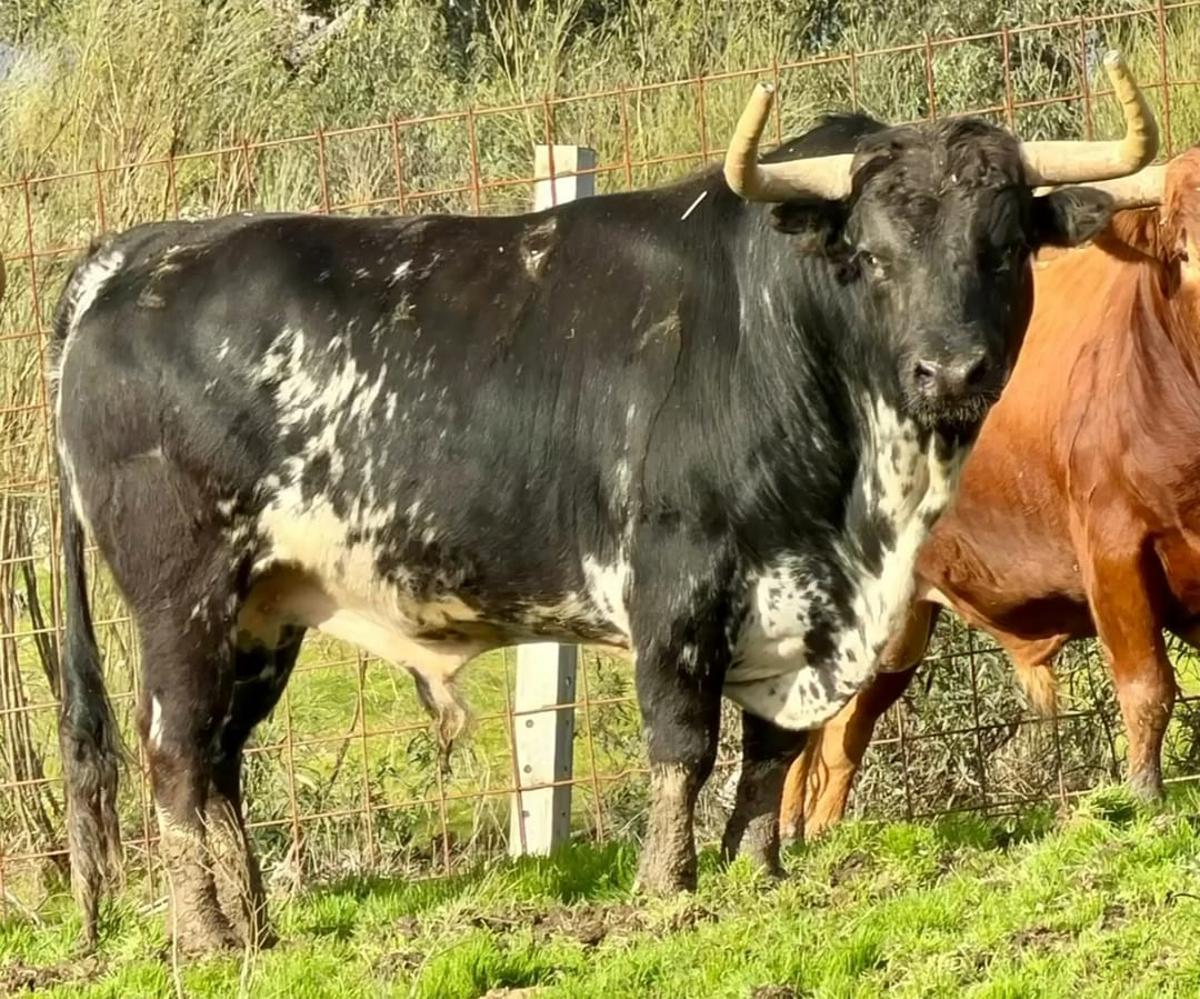 Los seis toros del encierro de Santa Quitèria en Almassora, uno a uno