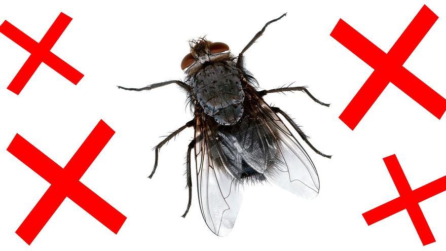 ¡Fuera moscas! 5 trucos para que no entren en tu casa este verano