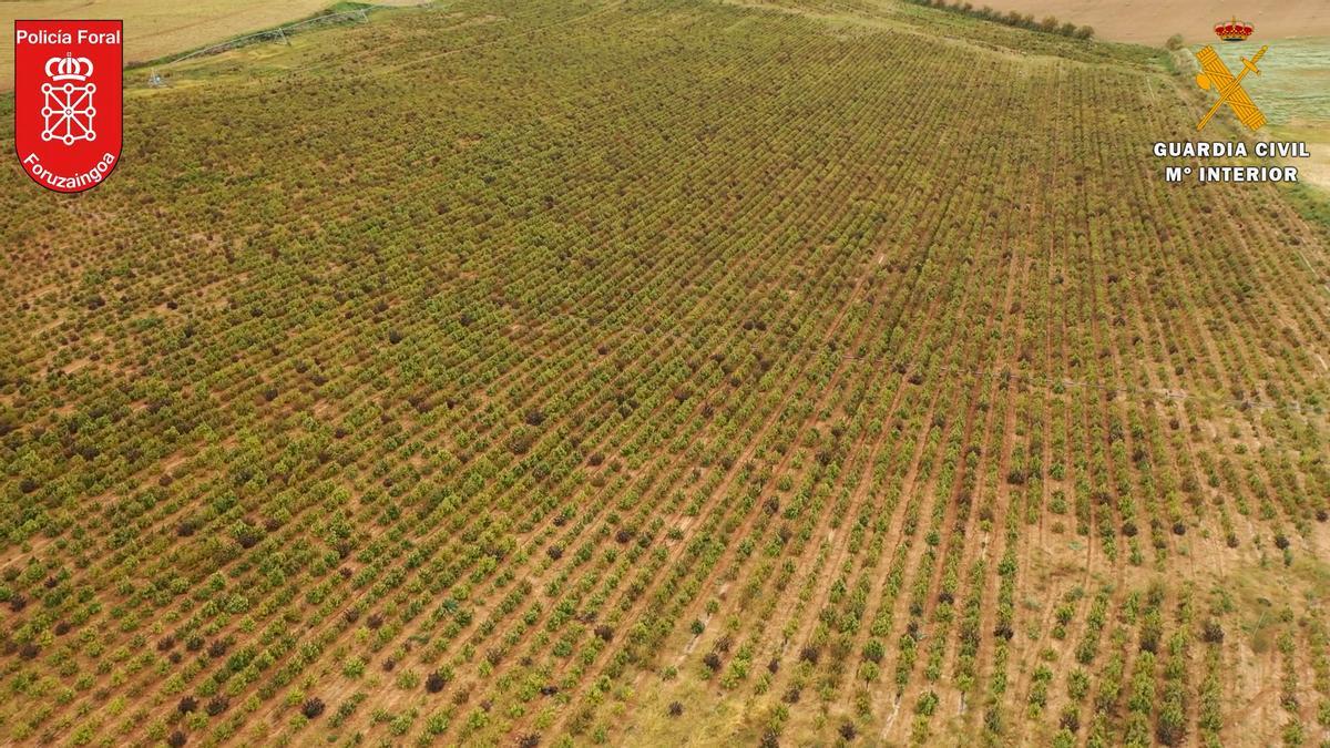 Das von der spanischen Polizei zur Verfügung gestellte Foto zeigt eine Cannabisplantage mit 415.000 Pflanzen im Norden des Landes.