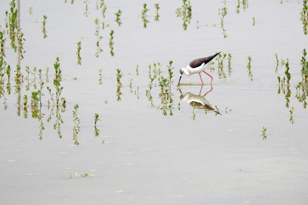 Flamencos y todo tipo de aves en la Laguna de Villena