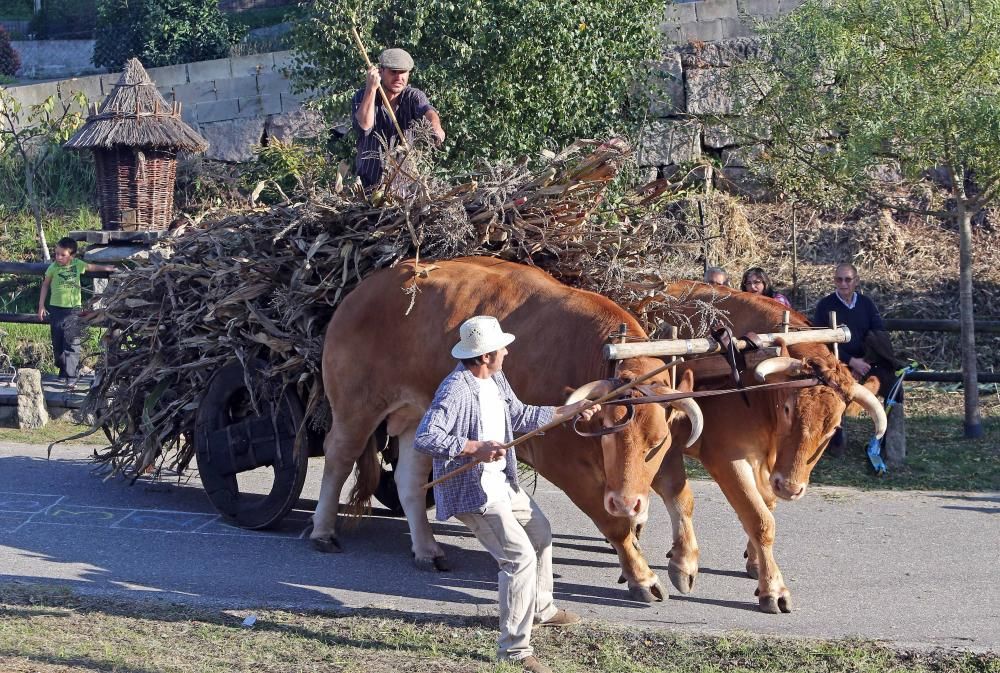 Cientos de vecinos de acercan al entorno del molino de Regueira para disfrutar de una jornada tradicional