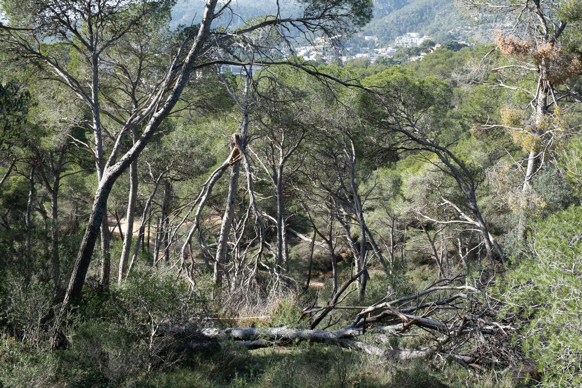 Las fotos de la degradación del bosque del Castillo de Bellver