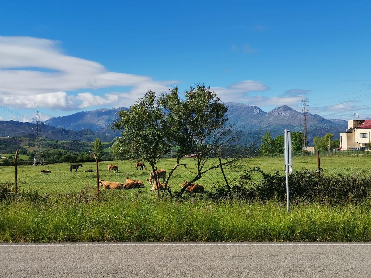 La zona en la que pretende construir el parque de baterías.