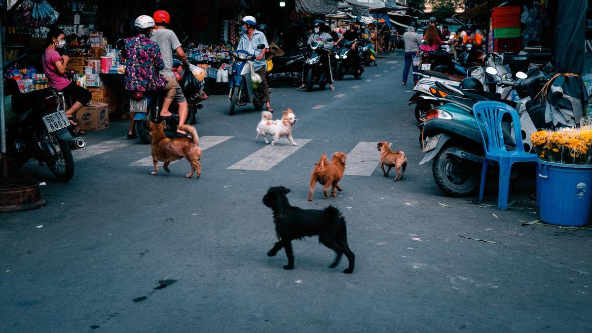 Casi mil accidentes con víctimas por atropello de mascotas entre 2016 y 2020