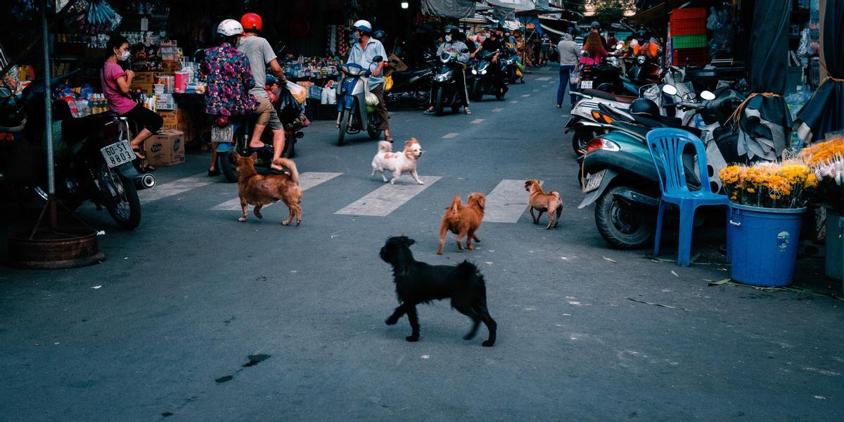 Casi mil accidentes con víctimas por atropello de mascotas entre 2016 y 2020