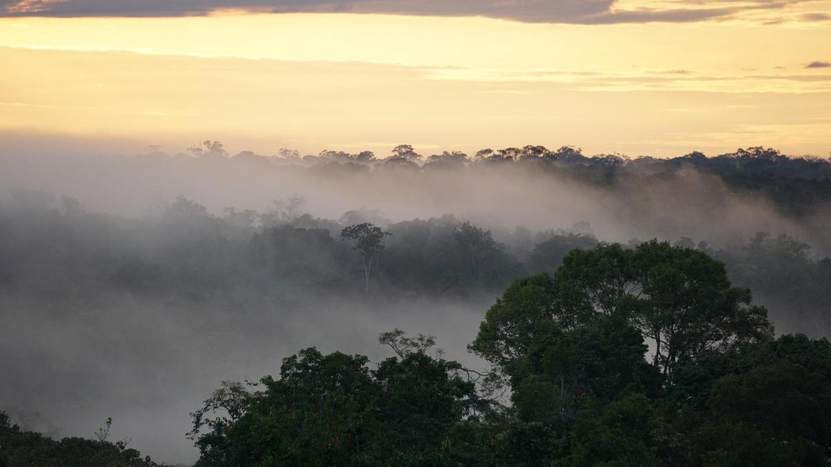 Sequías extremas en el Amazonas: un vistazo al clima hipertropical del futuro