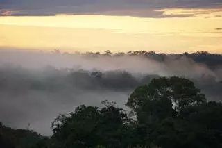 Un nuevo clima ‘hipertropical’ está surgiendo en la Amazonía