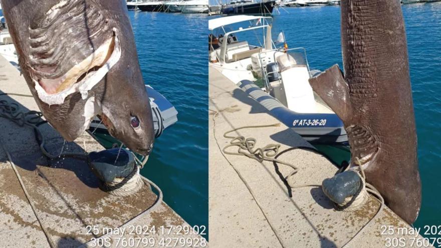 Hallan en Altea uno de los tiburones más grandes del Mediterráneo