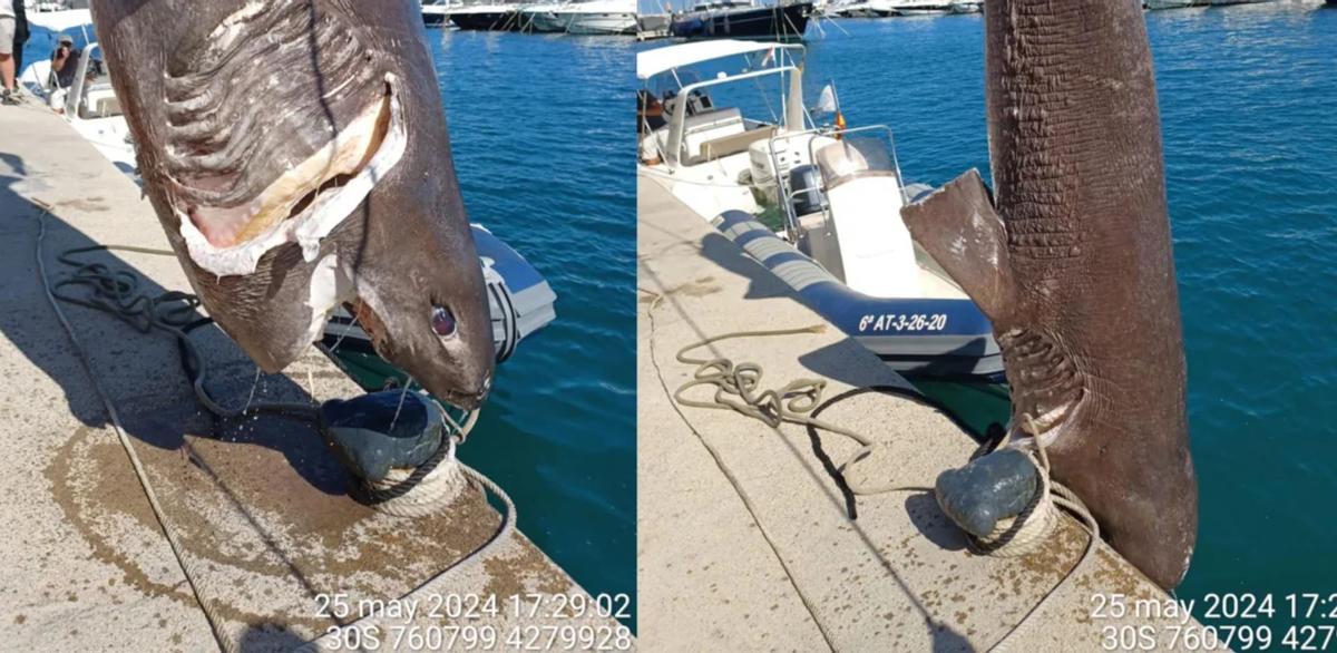 Hallan en Altea uno de los tiburones más grandes del Mediterráneo