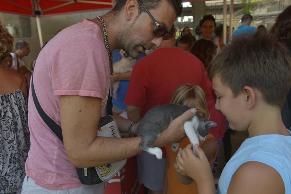 La perrera de Murcia saca sus animales a la calle