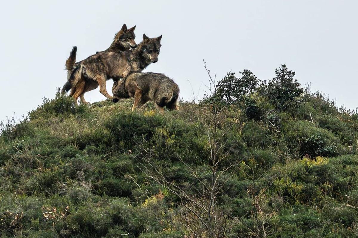 Somiedo, el concejo que retrata a los osos