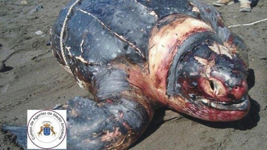 Hallan una tortuga laúd muerta en una playa de Fuerteventura