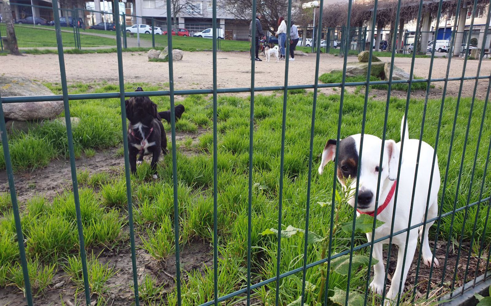 Foto de archivo de unos perros vigilados por sus dueños en un parque de Vigo