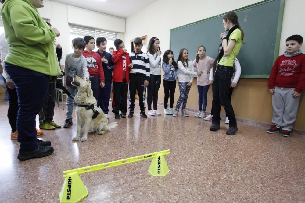 Perros en el CP Tremañes