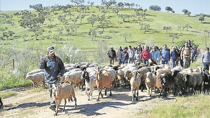 La Ruta Trashumante Cañada Real, a estudio