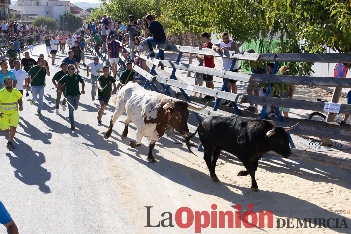 Cuarto encierro Feria del Arroz de Calasparra