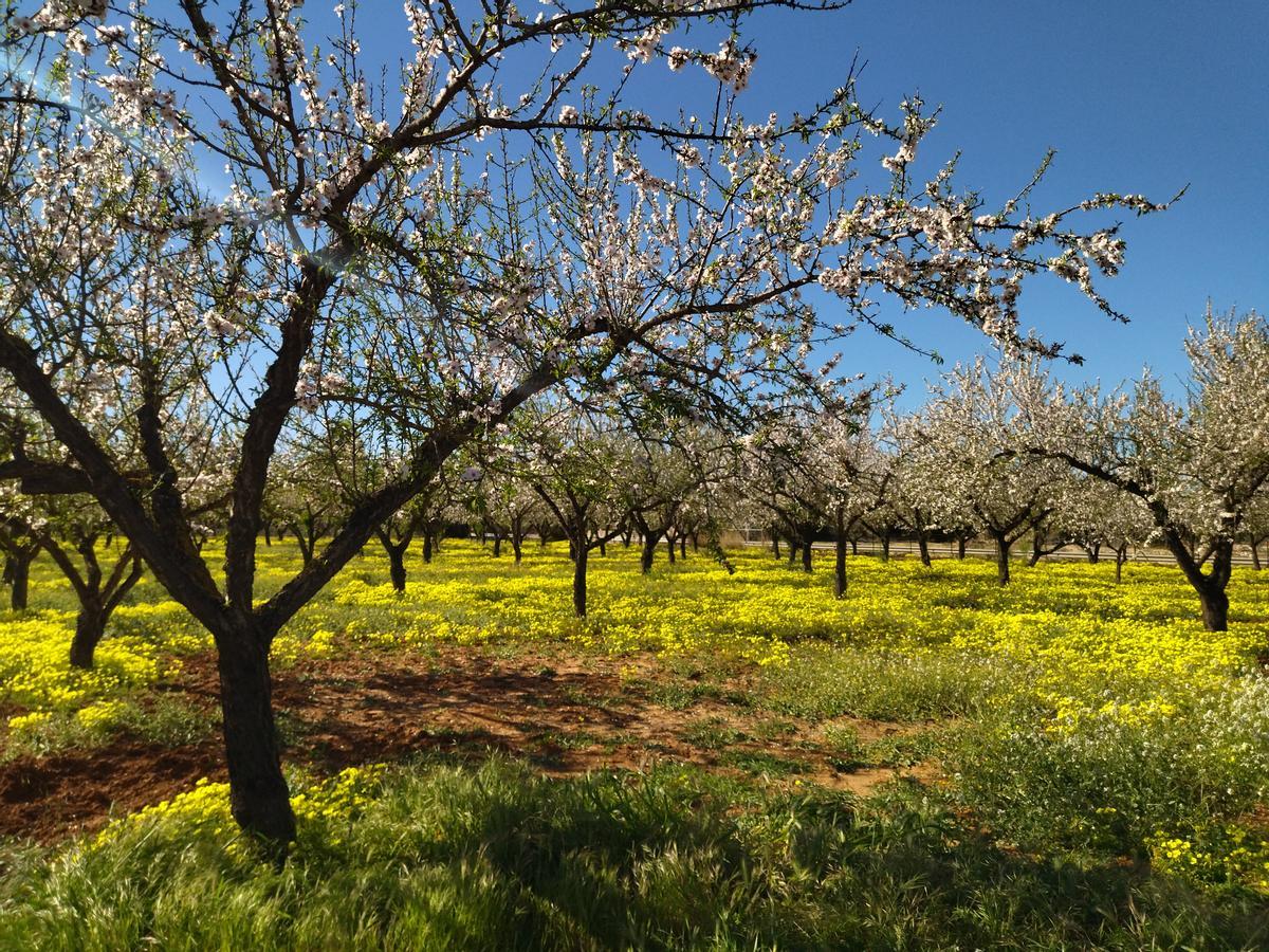 Los almendros floridos