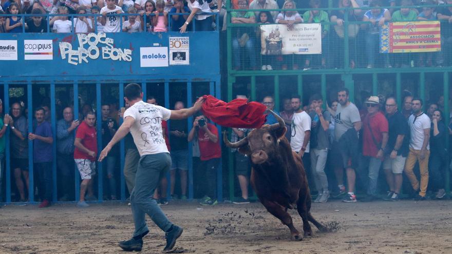 Las peñas crearán una red comarcal para exhibir músculo en defensa del ‘bou’