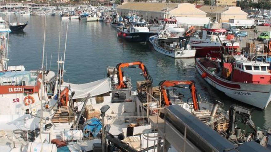 Imagen de la actividad habitual en el puerto de Torrevieja de la flota pesquera de cerco procedente de Murcia y Almería.