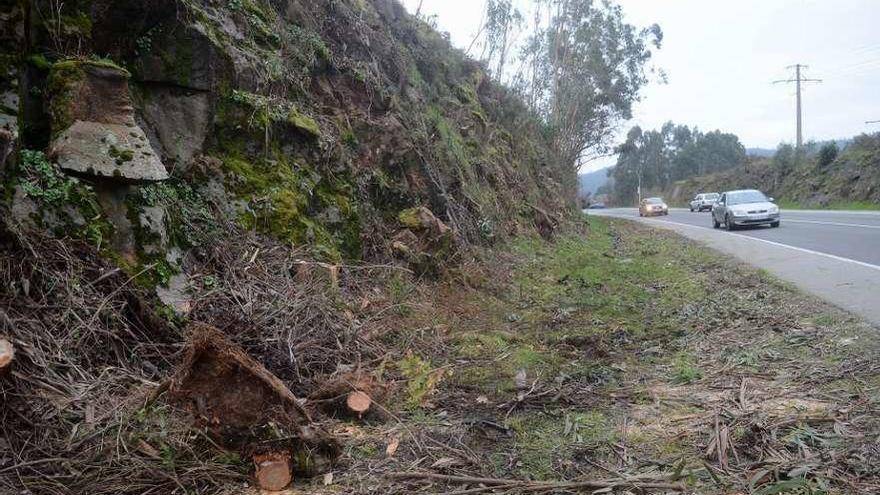 Tocones de los árboles talados ayer en el margen izquierdo de la PO-548, sentido Vilagarcía. // Noé Parga
