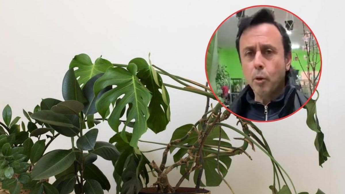 Un florista andaluz explica cuáles son las plantas de interior más resistentes Son súperduras