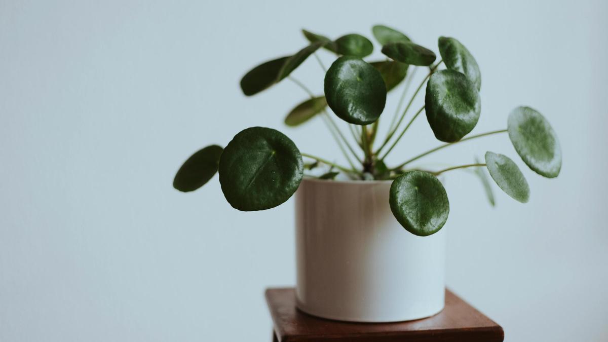 Planta de la moneda.