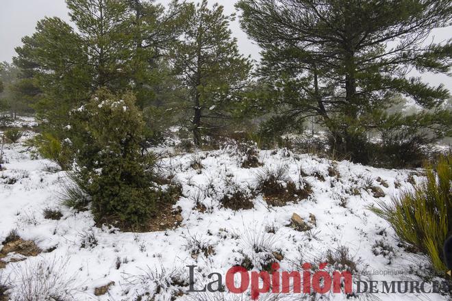 Así se está viviendo la última nevada en las proximidades de Revolcadores en Moratalla