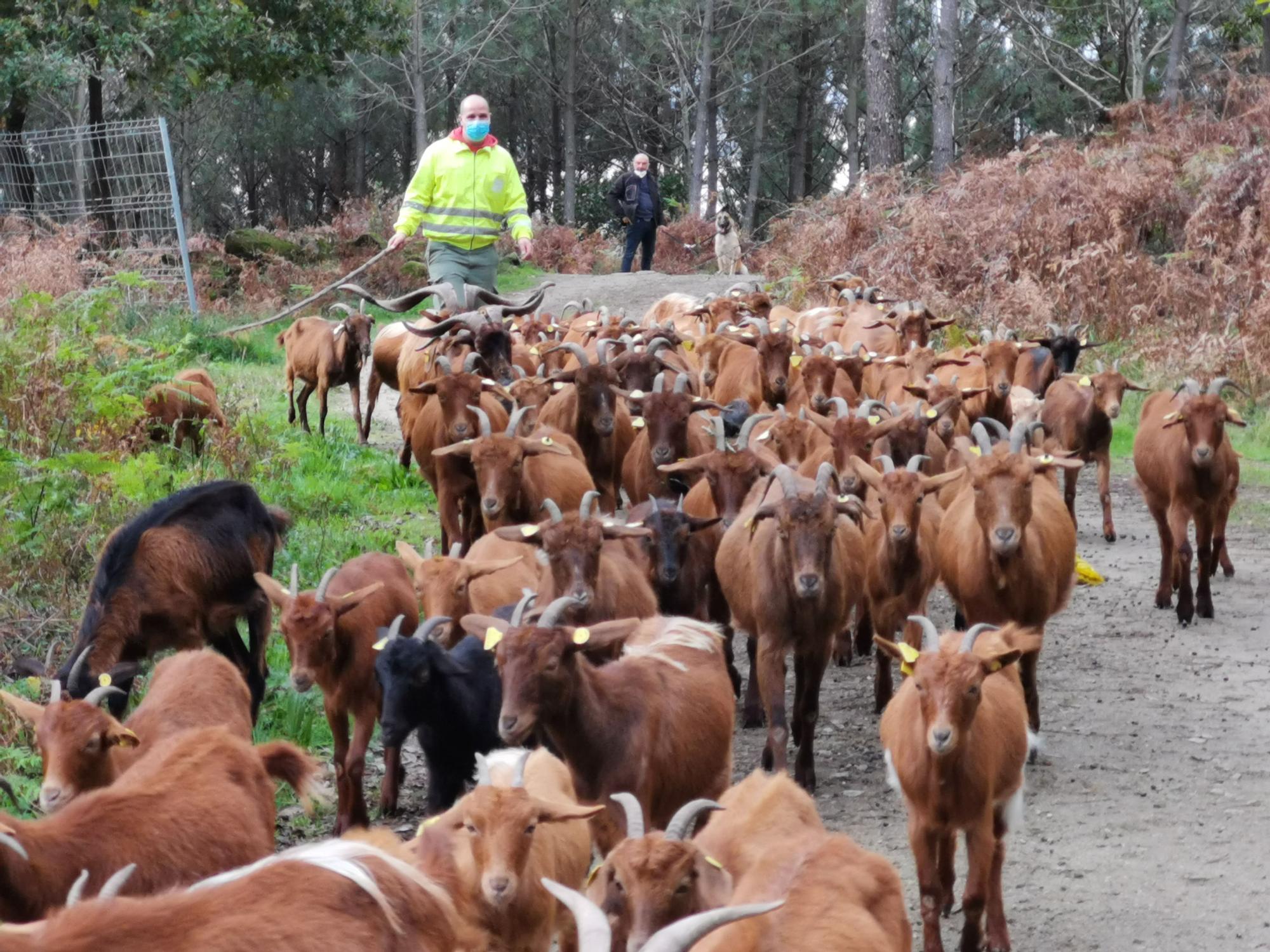 El lobo vuelve a O Morrazo y mata cabras en Meira