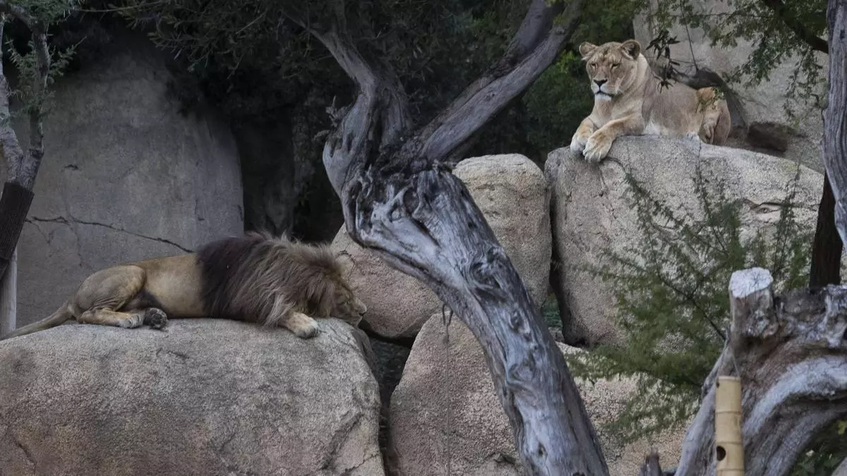 Mislata se opone a la ampliación de Bioparc
