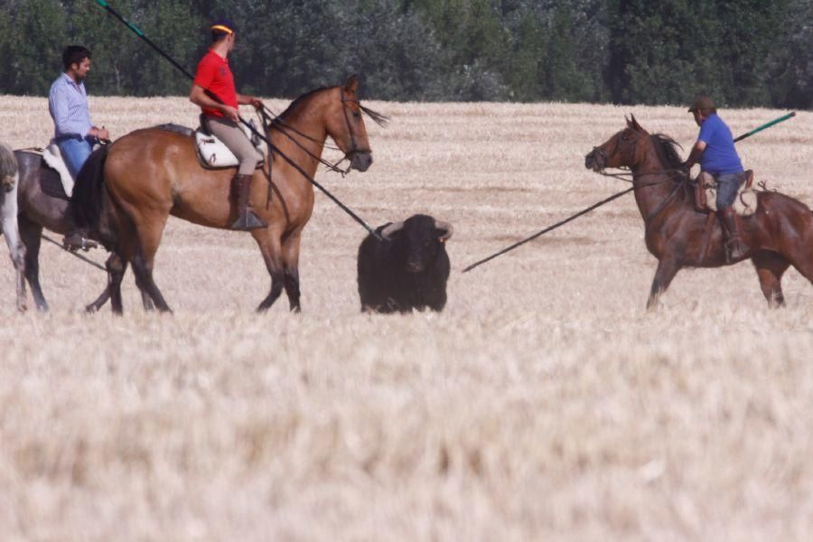 Fiestas en Zamora: Encierro campero en VIllaescusa