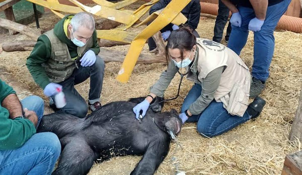 El darrer rescat de Fundació Mona.