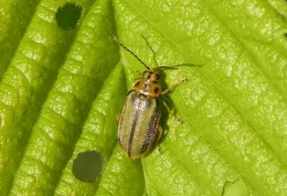 Una plaga de escarabajos obliga a Terrassa a pulverizar unas 50 zonas de la ciudad