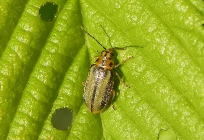 Una plaga de escarabajos obliga a Terrassa a pulverizar unas 50 zonas de la ciudad