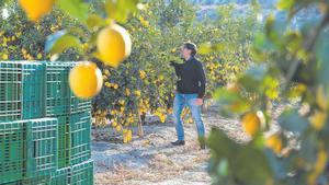 Los productores de limones se enfrentan a un mercado saturado.