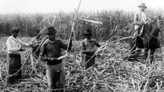 Cuando Canarias prohibió la bebida que acabaría haciendo suya