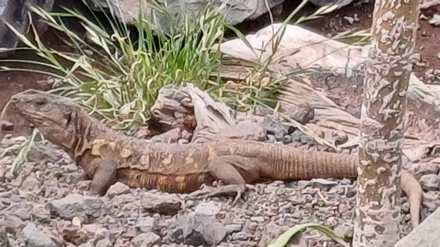 Un ejemplar adulto de lagarto gigante herreño (Gallotia simonyi) tomando el sol en las instalaciones próximas al Risco de Torreta.