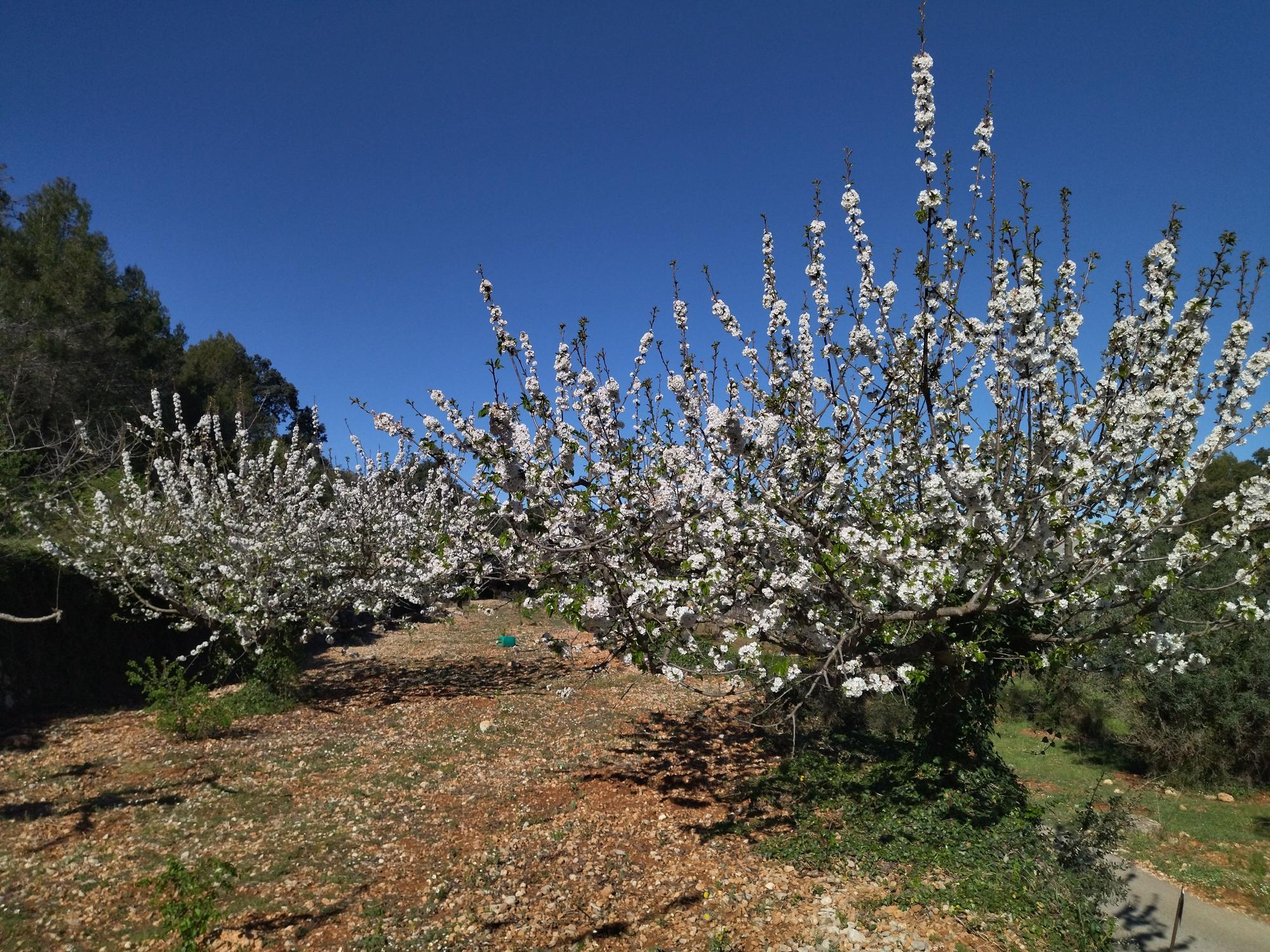 El "Hanami" valenciano: ya florecen los cerezos en la Vall de Laguar