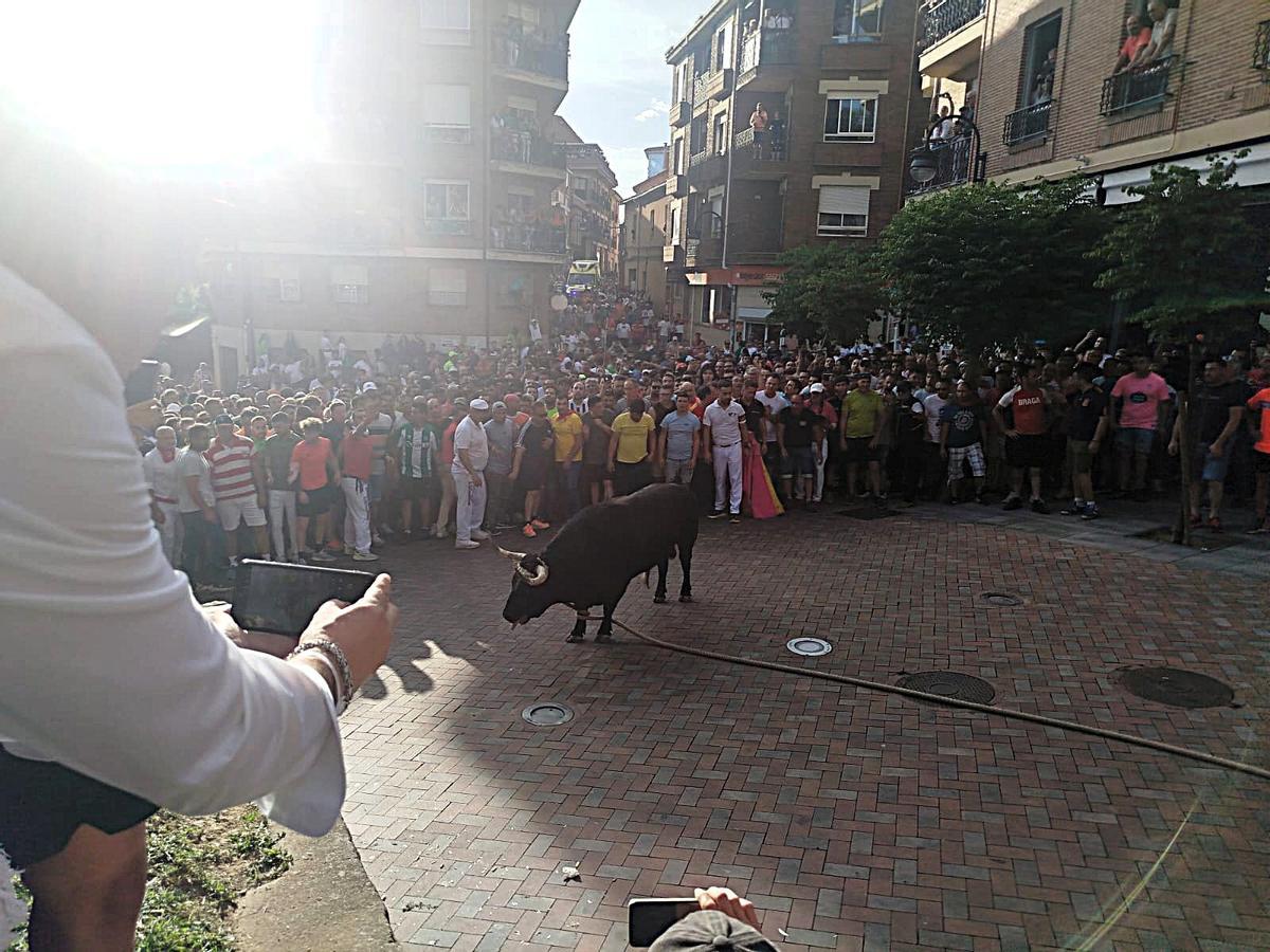 Así fue el recorrido del Toro Enmaromado Glorificado, por las calles de Benavente Así fue el recorrido del Toro Enmaromado Glorificado, por las calles de Benavente