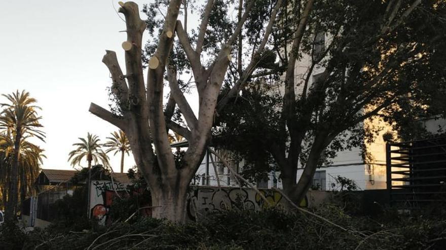 Los ficus de Renfe se quedan &quot;desnudos&quot;