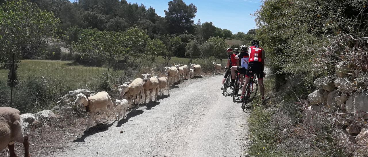 Un grupo de cicloturistas se detiene para contemplar el paso de un rebaño de ovejas, en un camino rústico de Sineu.