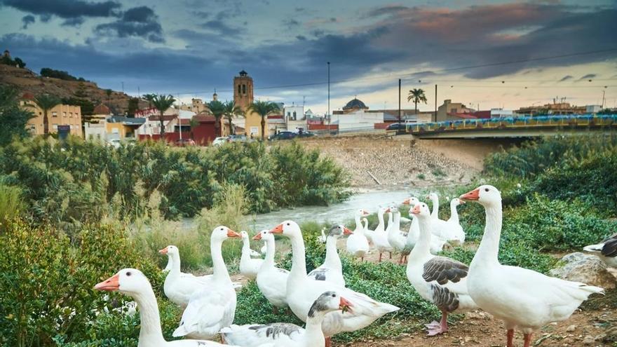 Orihuela recupera sotos del Segura los sotos del río más cercanos al casco urbano con 3,3 millones de la Fundación Biodiversidad del Gobierno