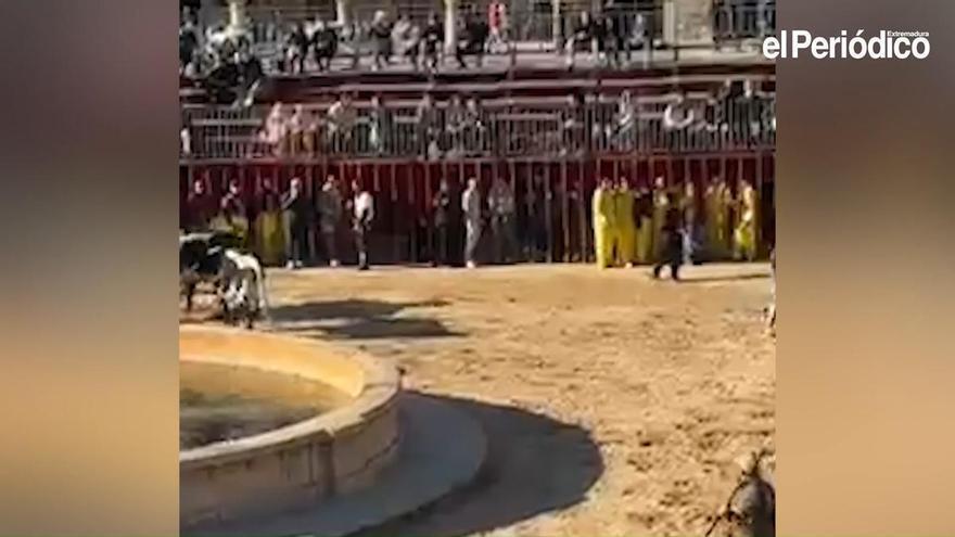 Vídeo | Los tradicionales encierros taurinos del Carnaval de Trujillo