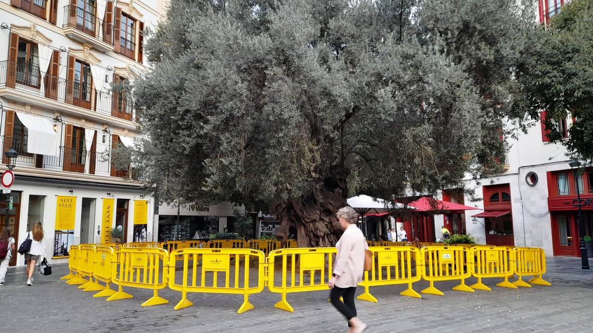 Hoy se ha procedido al vallado del perímetro del olivo.